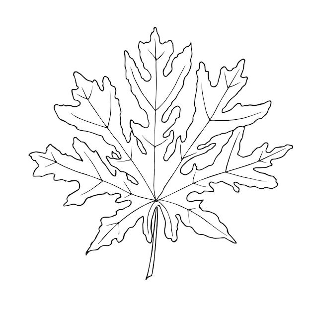 Premium vector hand drawn papaya leaf vector illustration in outline style on isolated background in black and white colors drawing of tropical plant line art botanical sketch for icon or logo