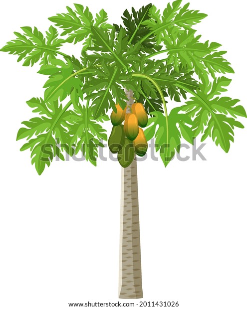 Papaya tree illustration images stock photos d objects vectors