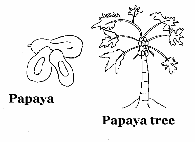 Papaya printable coloring page for kids tree coloring page papaya tree fruit coloring pages