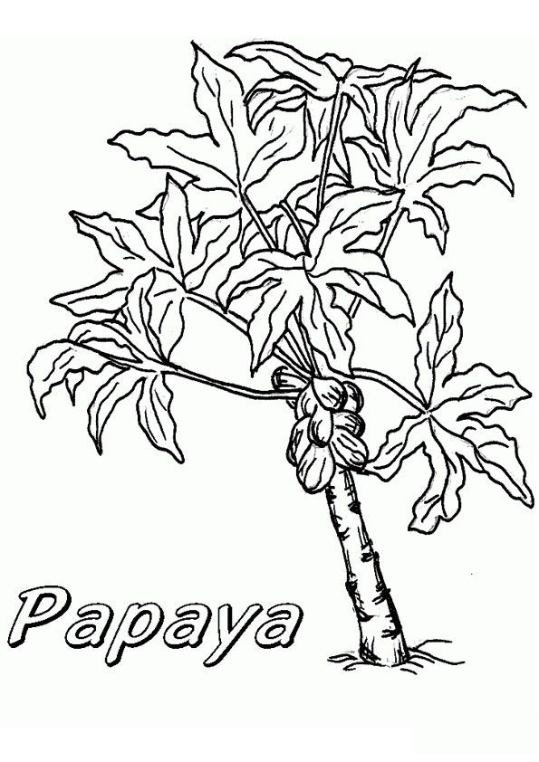 Papaya plant coloring page papaya plant fruit coloring pag plant cartoon