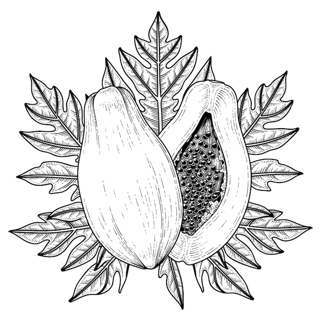 Free vector set of papaya fruit hand drawn elements botanical illustration