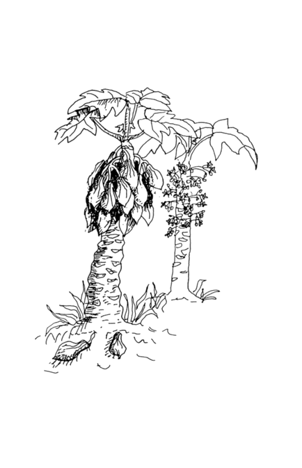 Highland papayas lost crops of the incas little