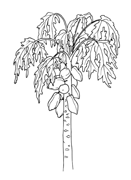 Premium vector papaya fruit tree vector hand drawn illustration of pawpaw palm in line art style drawing of tropical plant in black and white colors in isolated background botanical sketch for