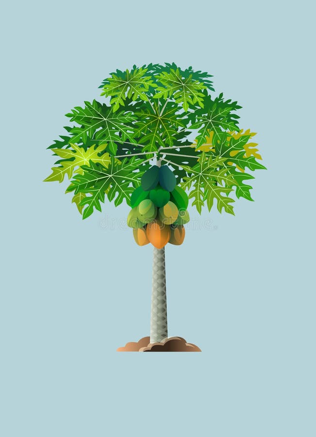Papaya tree stock illustrations â papaya tree stock illustrations vectors clipart