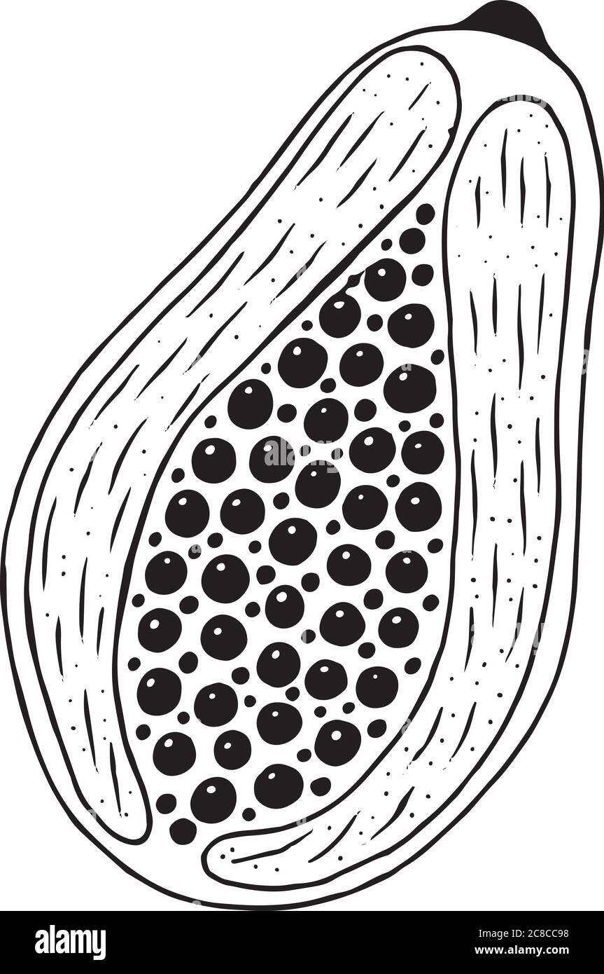 Papaya drawing black and white stock photos images