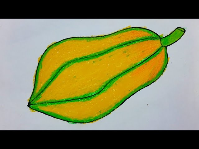 Papaya drawing colour papaya drawing easy papaya drawing step by step