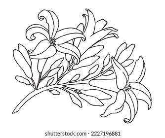 Papaya drawing images stock photos d objects vectors