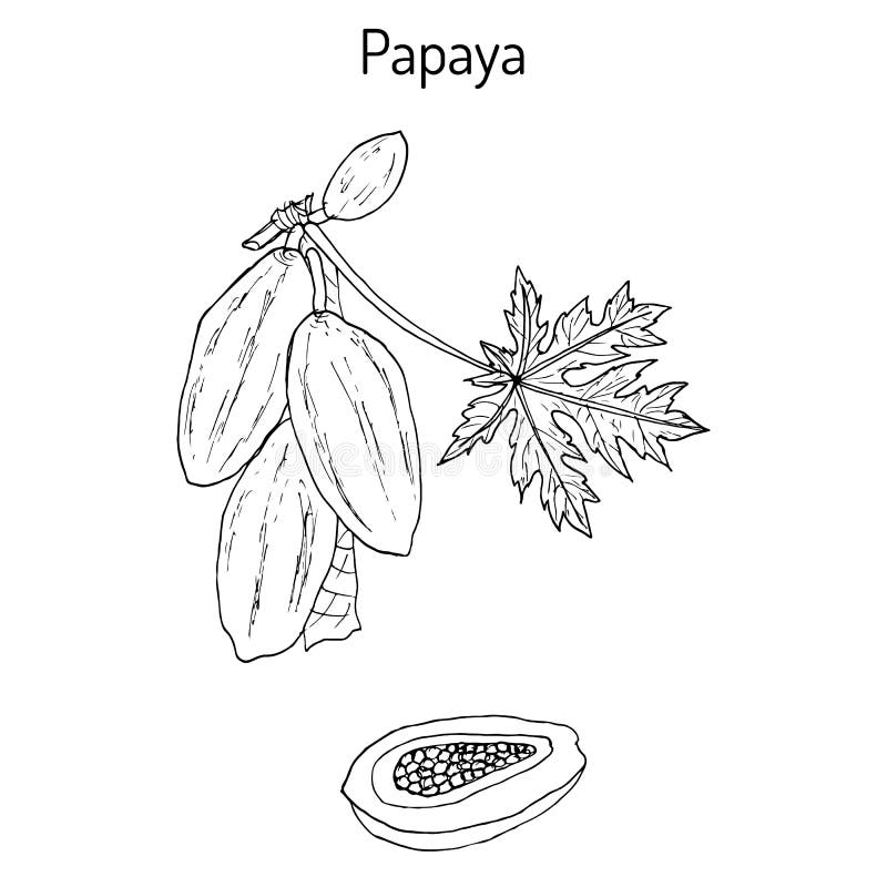 Papaya tree stock illustrations â papaya tree stock illustrations vectors clipart