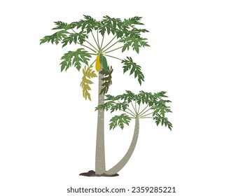 Papaya tree illustration images stock photos d objects vectors