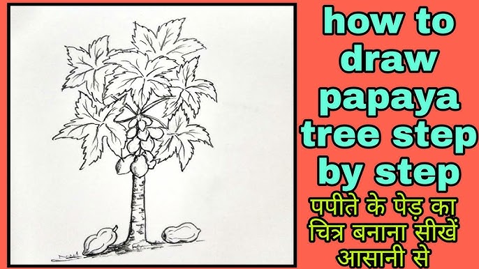 How to draw papaya tree shorts