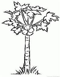 Papaya coloring pages papaya tree coloring pages