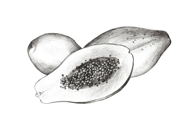 Drawing of a papaya tree stock illustrations royalty