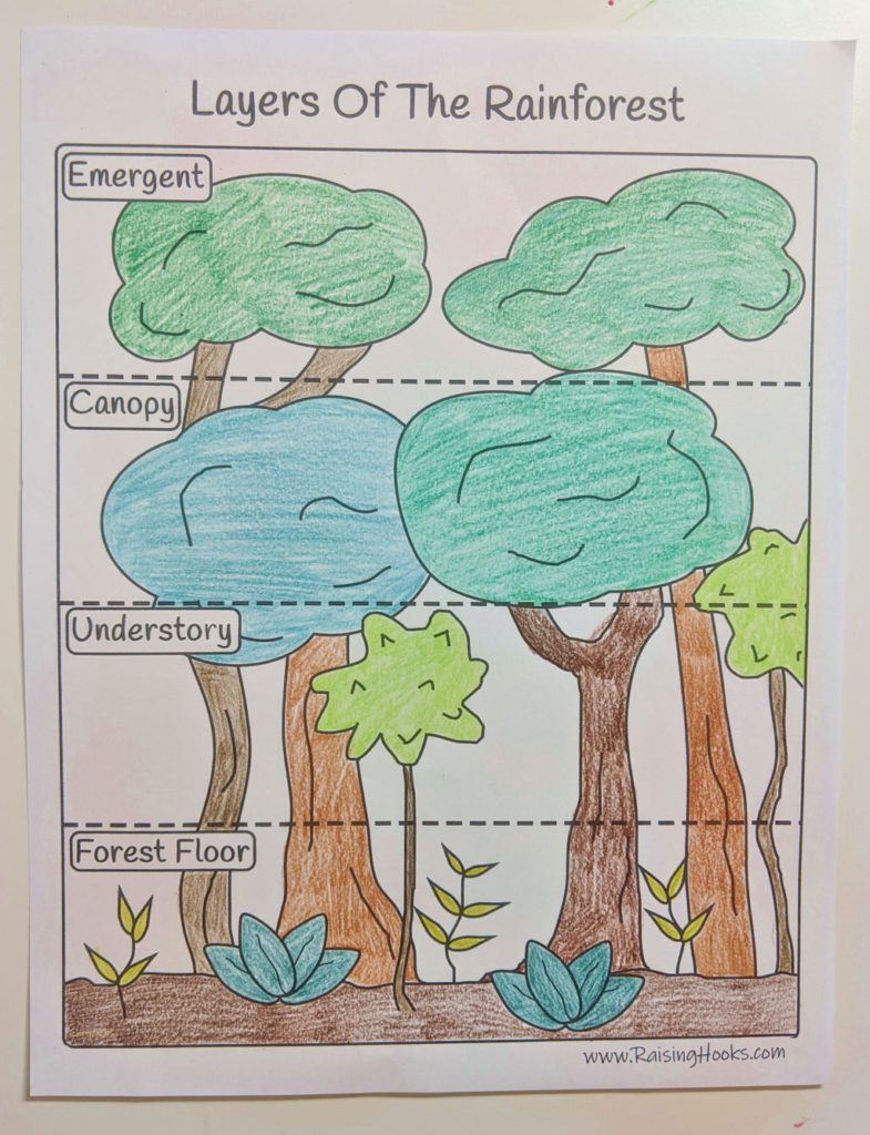 Rainforest diorama