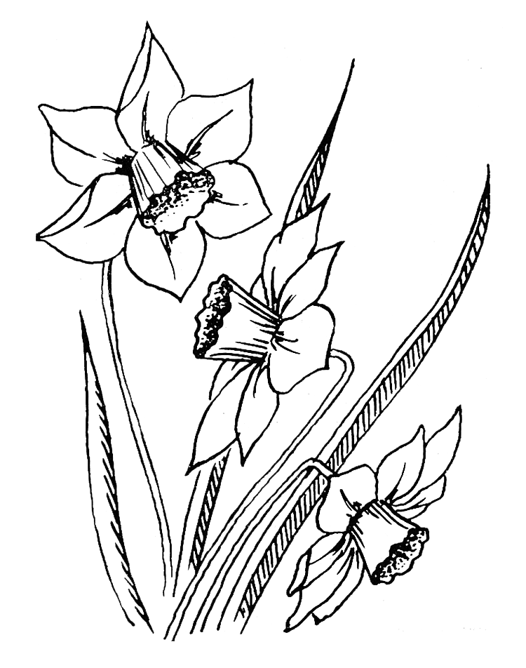 Daffodil flower coloring page purple kitty