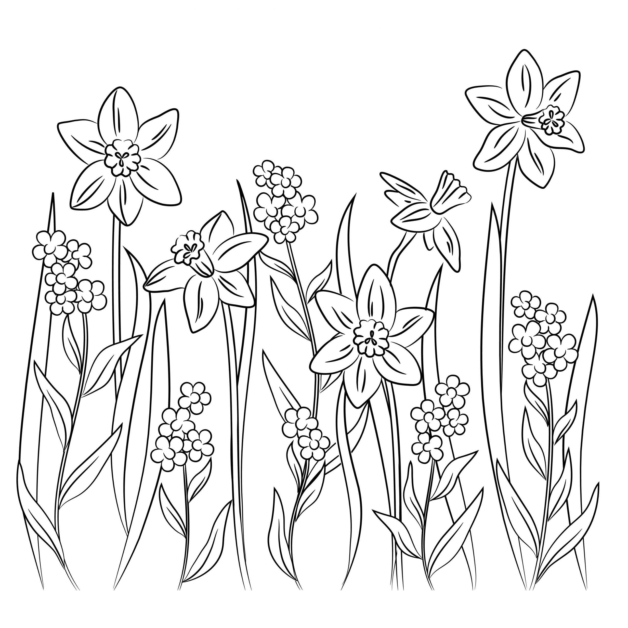 Daffodils coloring sheet