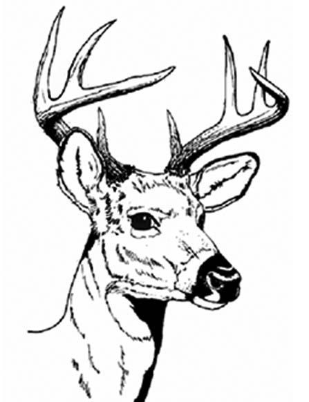 Deer head coloring pages deer deer deer hunting deer coloring pages deer drawing animal coloring pages