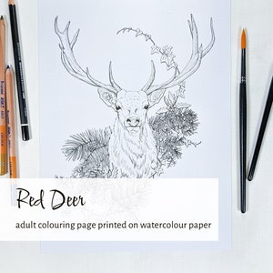 Deer coloring page