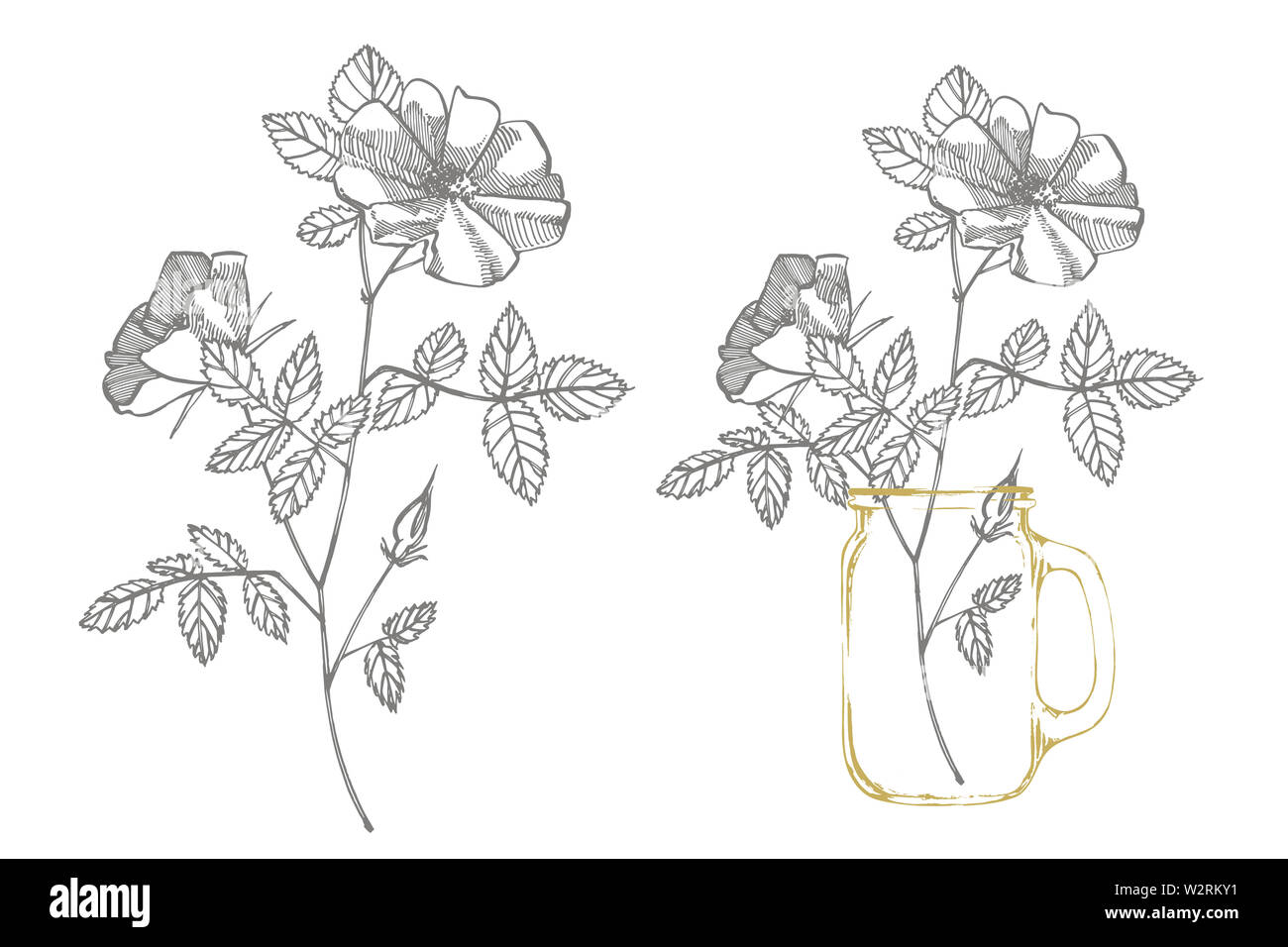 Wild rose flowers drawing and sketch illustrations decorative floral set for fabric textile wrapping paper card invitation wallpaper web design stock photo