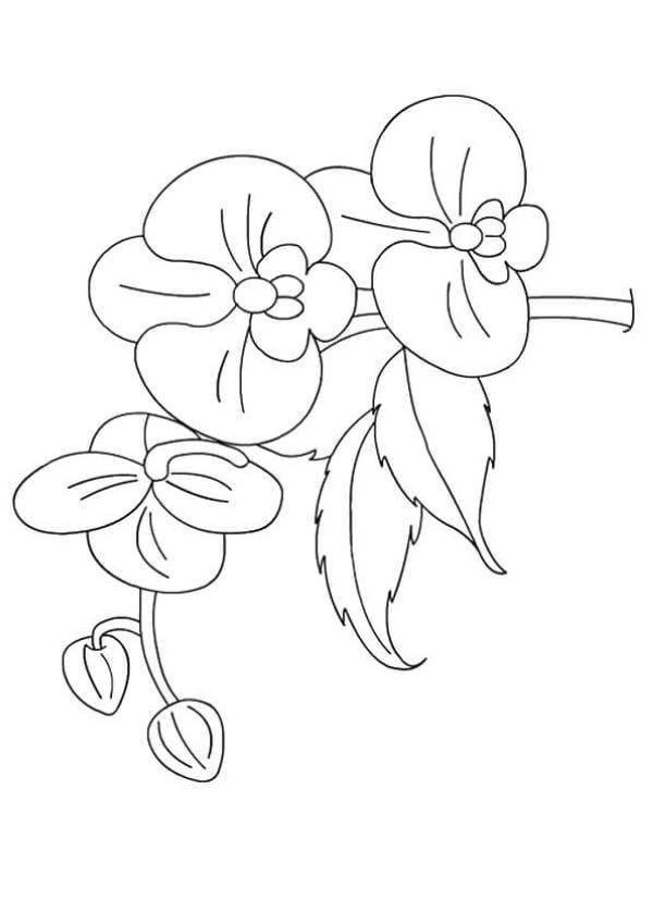 Beautiful orchid coloring pages pdf