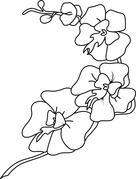 Orchid coloring pages