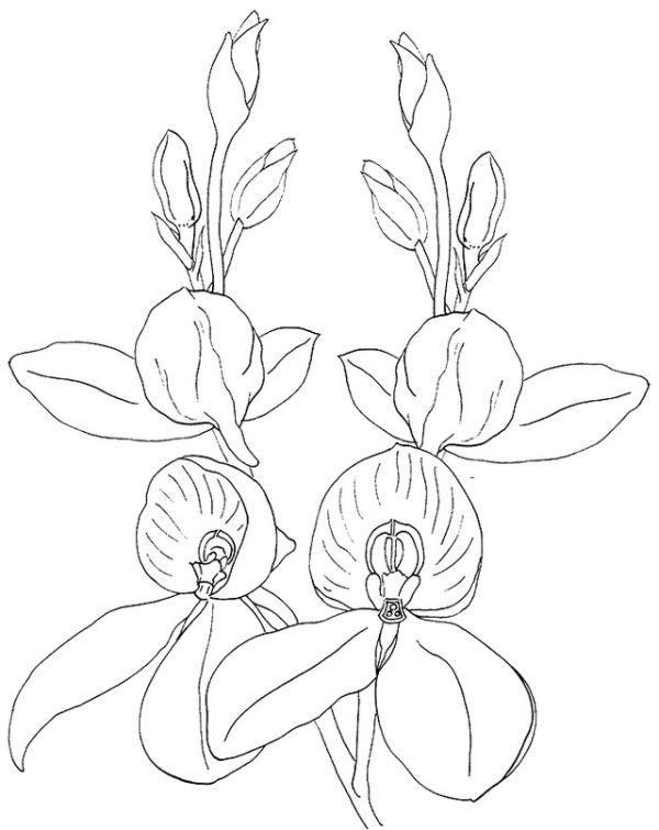 Beautiful orchid coloring pages pdf