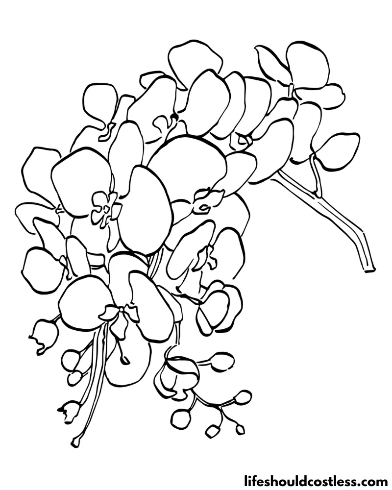Orchid coloring pages free printable pdf templates