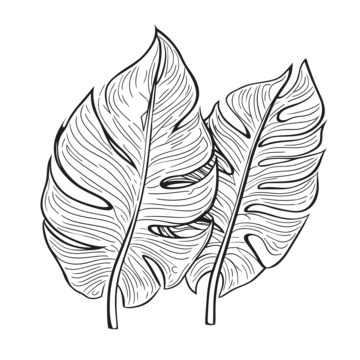Tropical leaves coloring page png transparent images free download vector files