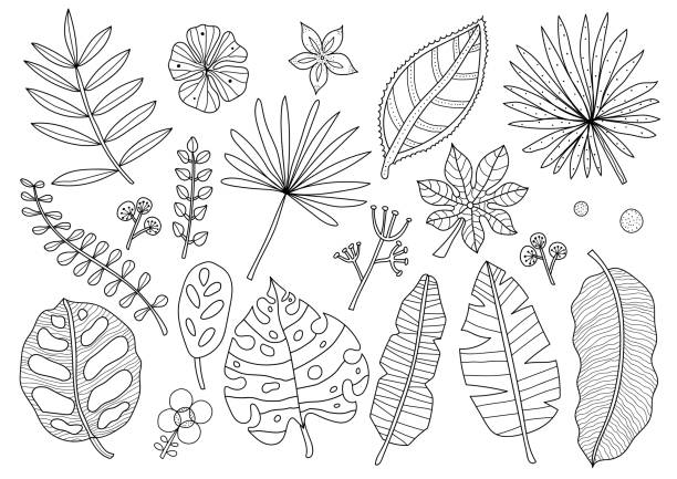 Paper palm leave stock photos pictures royalty