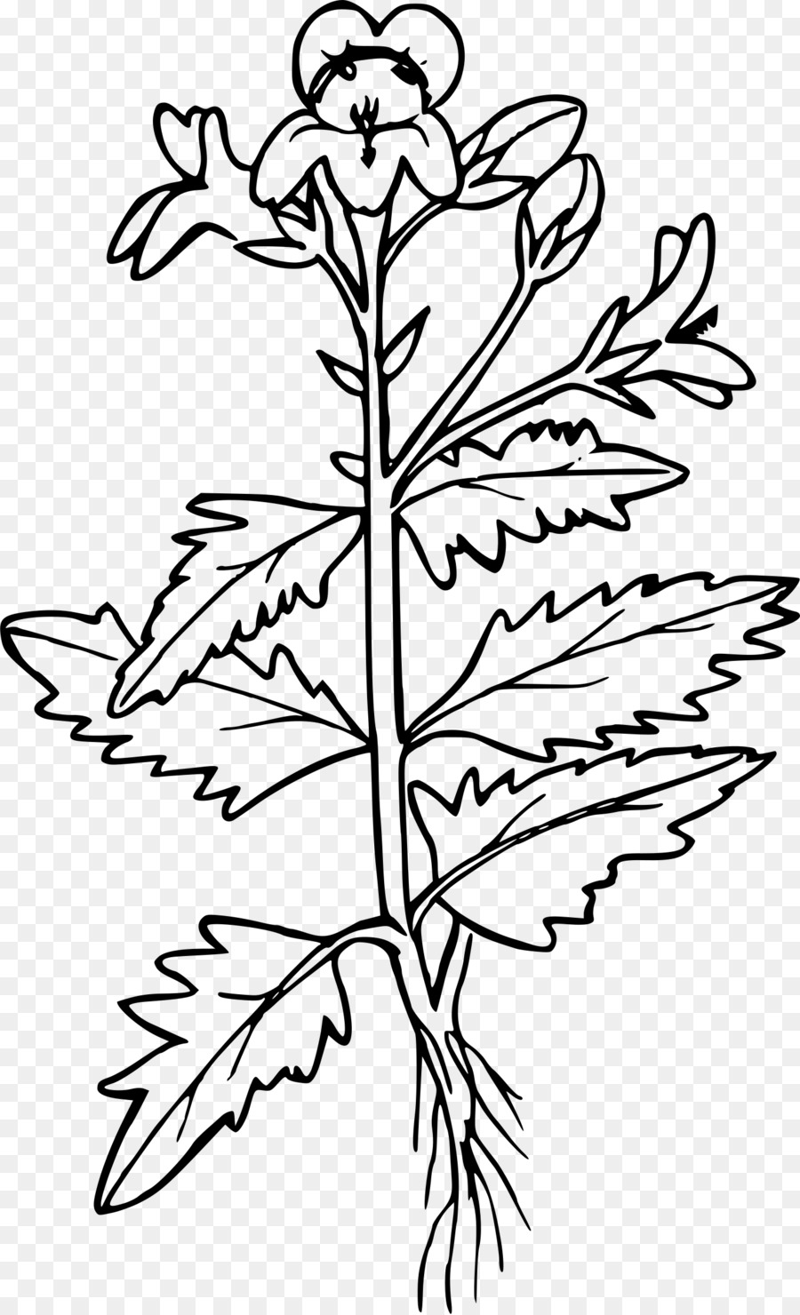 Black and white flower png download