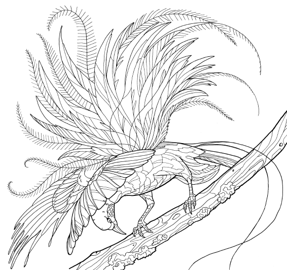 Birds of paradise coloring page downloads â cornell lab publishing group