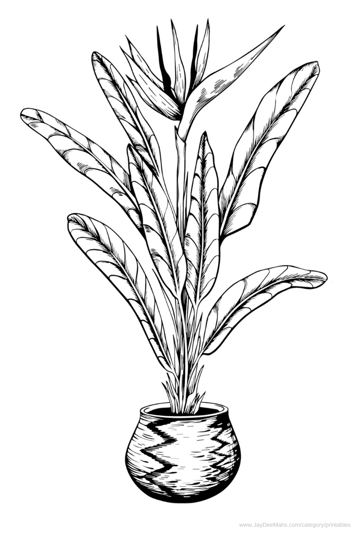 Houseplants coloring page bird of paradise and fun ideas for using it