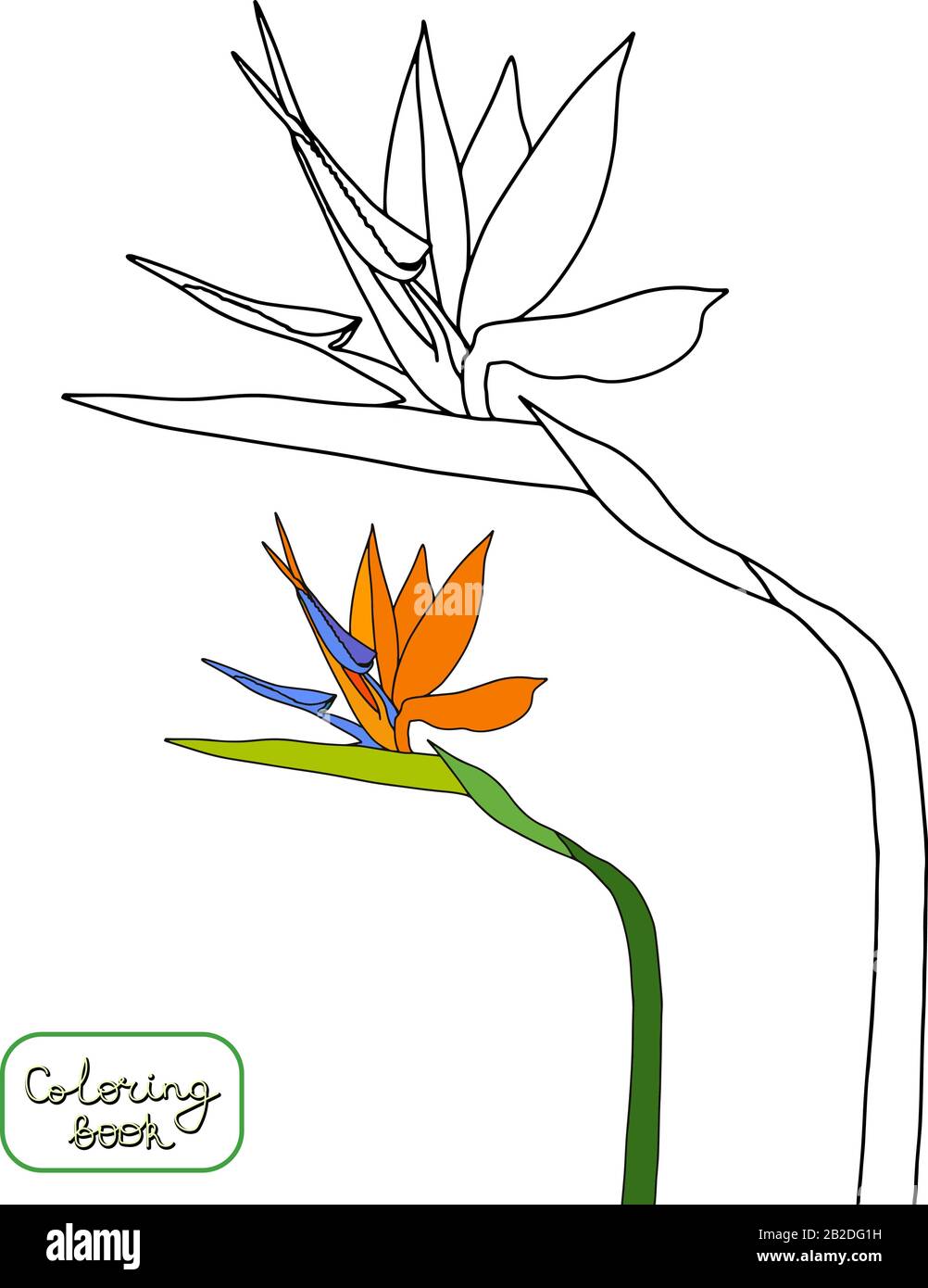 Coloring book strelitzia reginae tropical flowers isolated on white background outline vector illustration crane flowersbird of paradise stock vector image art