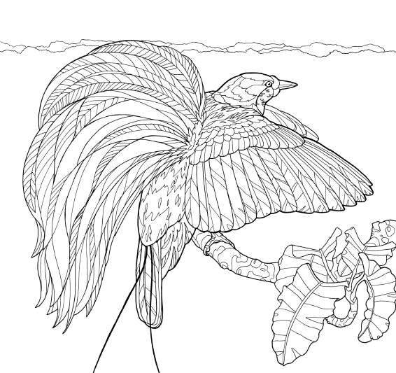 Birds of paradise coloring page downloads â cornell lab publishing group