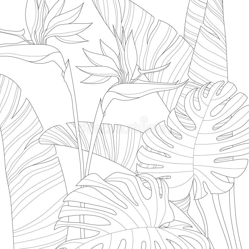 Bird paradise coloring page stock illustrations â bird paradise coloring page stock illustrations vectors clipart