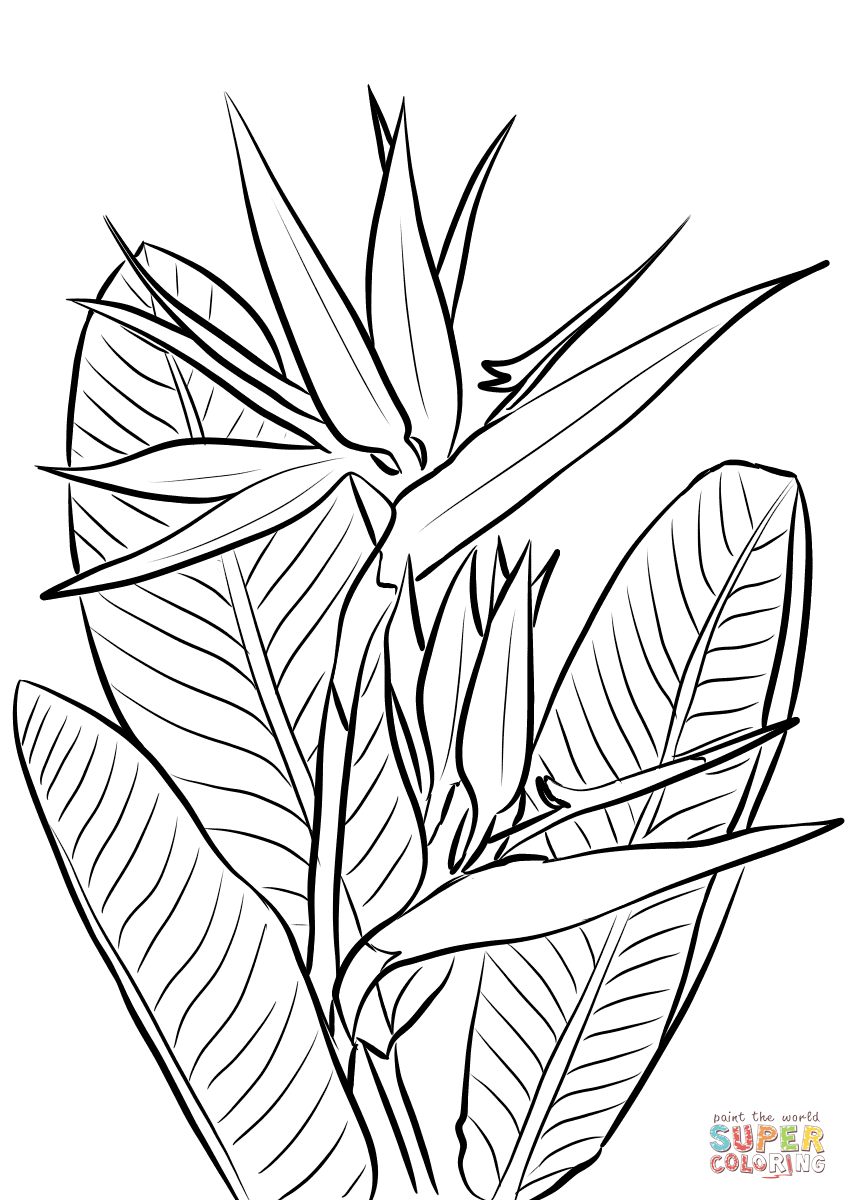 Bird of paradise plant coloring page free printable coloring pages