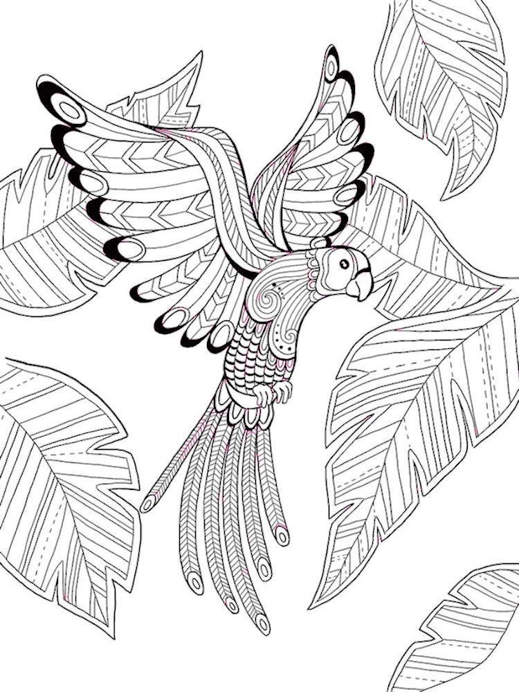 Dover birds of paradise coloring page bird coloring pages animal coloring pages mandala coloring pages