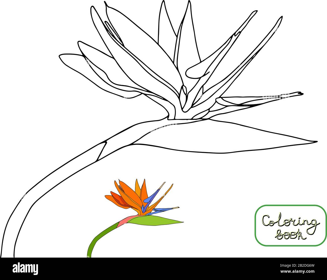 Coloring book strelitzia reginae tropical flowers isolated on white background outline vector illustration crane flowersbird of paradise stock vector image art