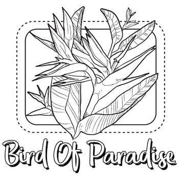 Bird of paradise flower coloring pagebook by scworkspace tpt