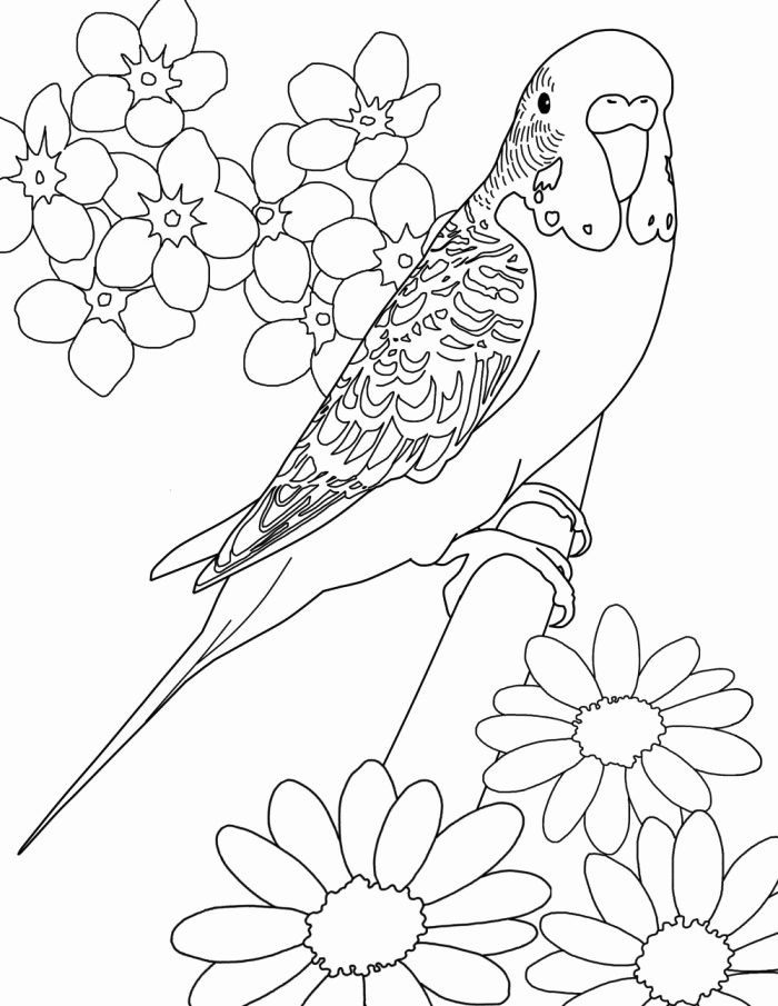 Parakeet coloring pages