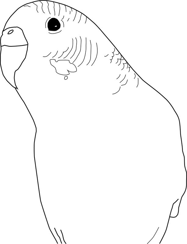 Parakeet coloring pages