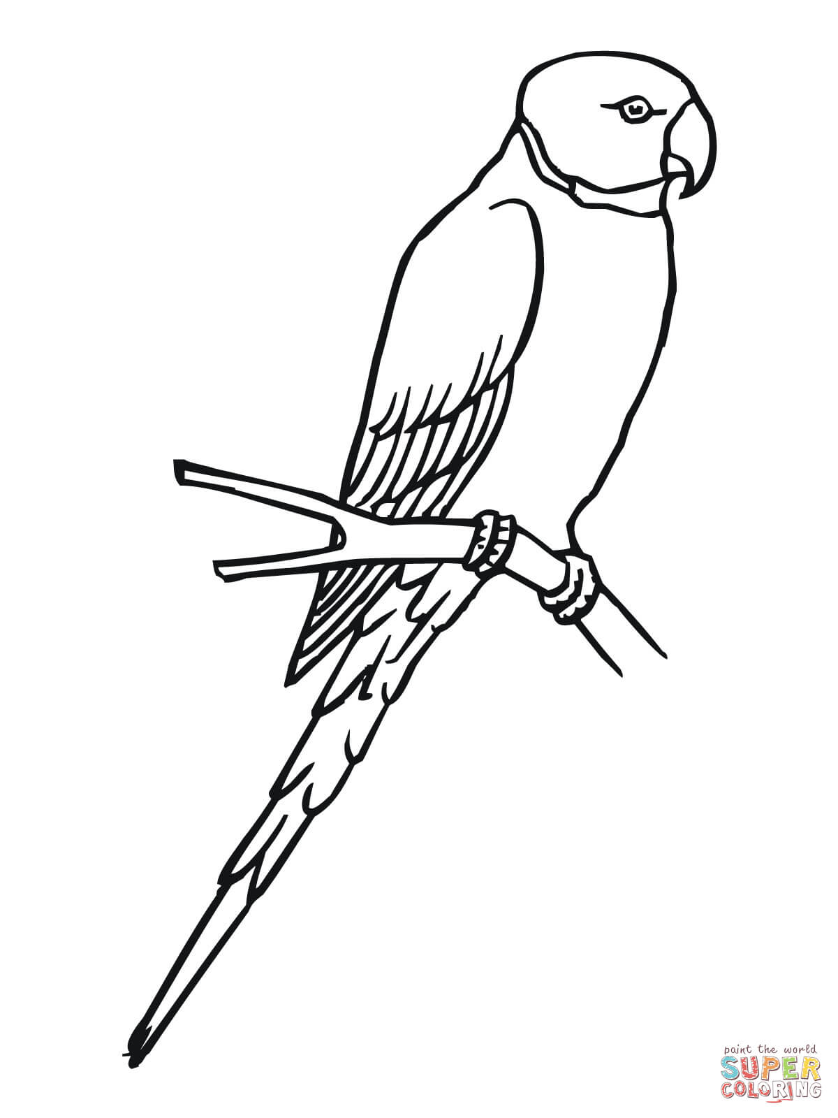 Parakeet coloring page free printable coloring pages