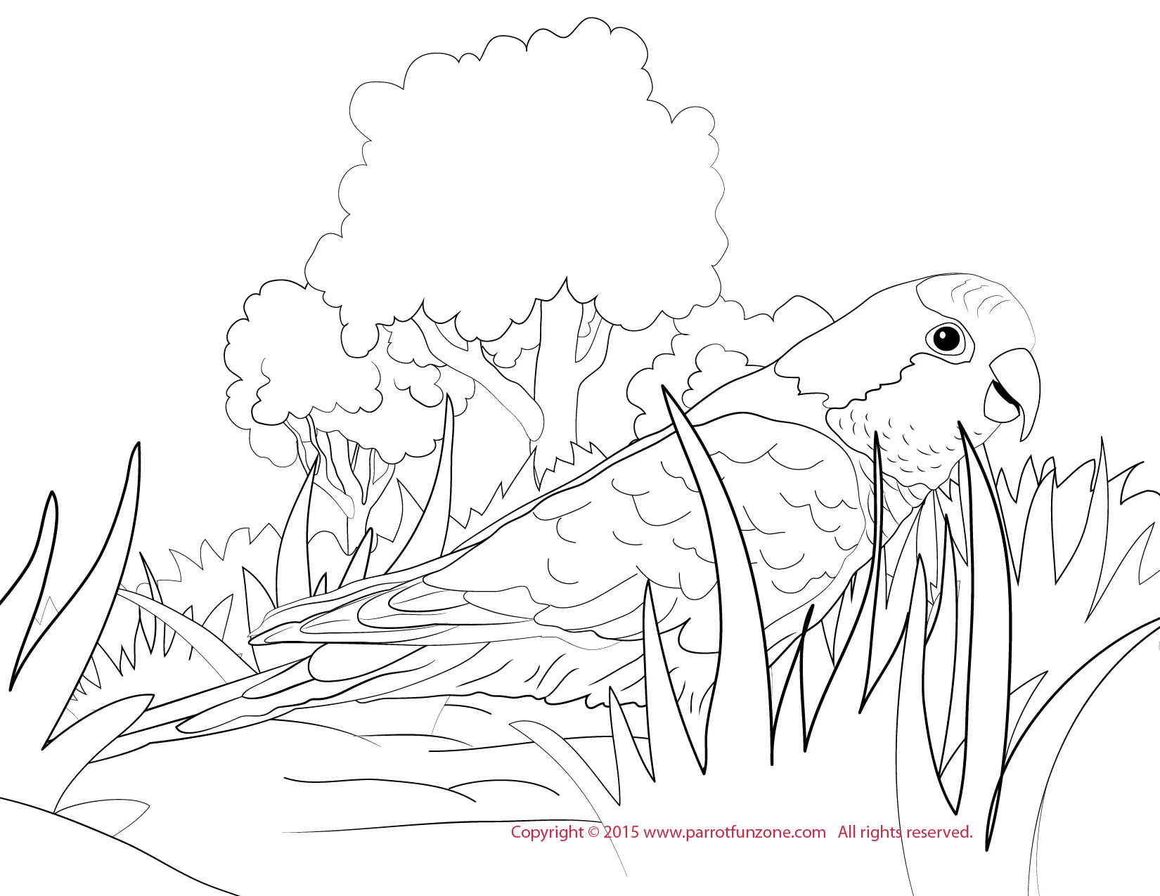 Quaker parakeet