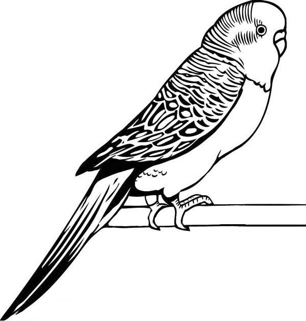 Parakeet coloring pages