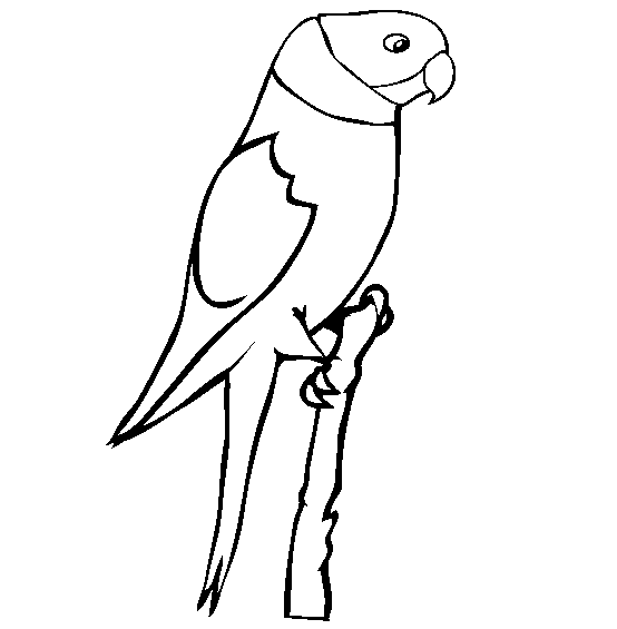 Parakeet coloring page