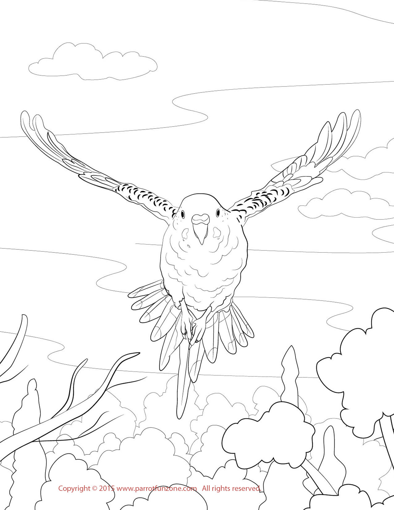 Budgie