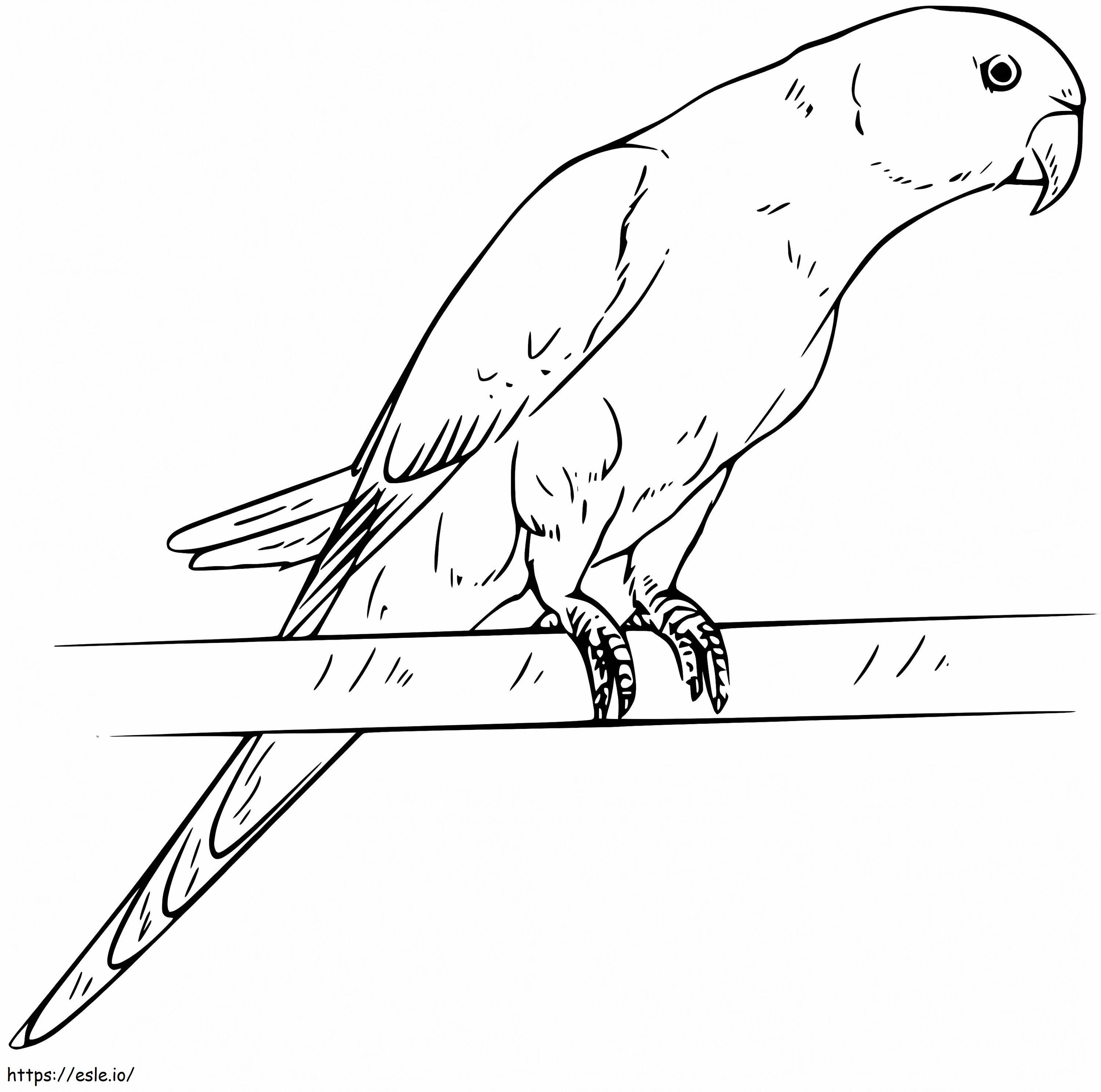 Printable parakeet coloring page