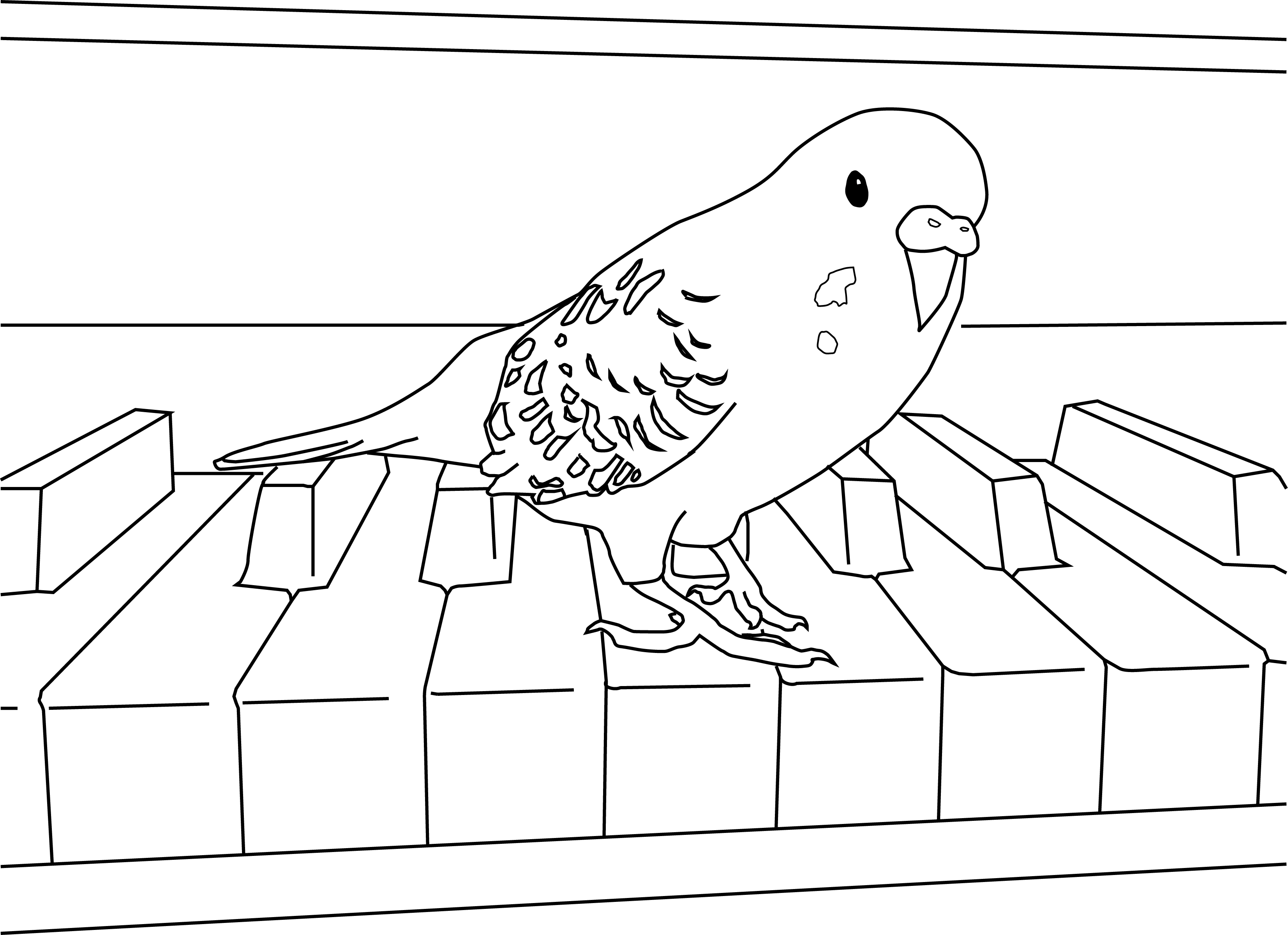 Parakeet coloring pages bird coloring pages coloring pages coloring book pages
