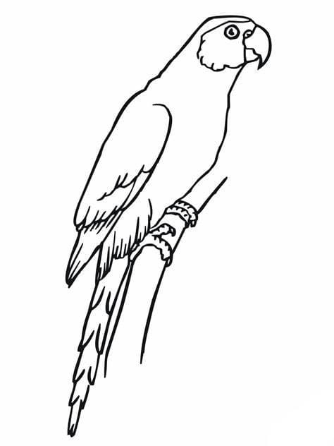 Parakeet image coloring page