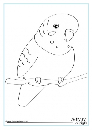 Budgie louring pages
