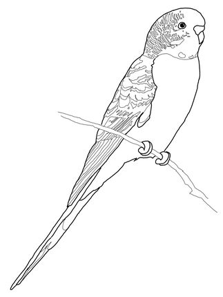 Budgerigar parrot coloring page supercoloring bird coloring pages coloring pages animal coloring pages